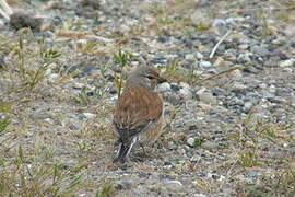 Common Linnet