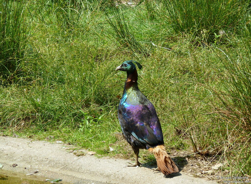 Lophophore resplendissant