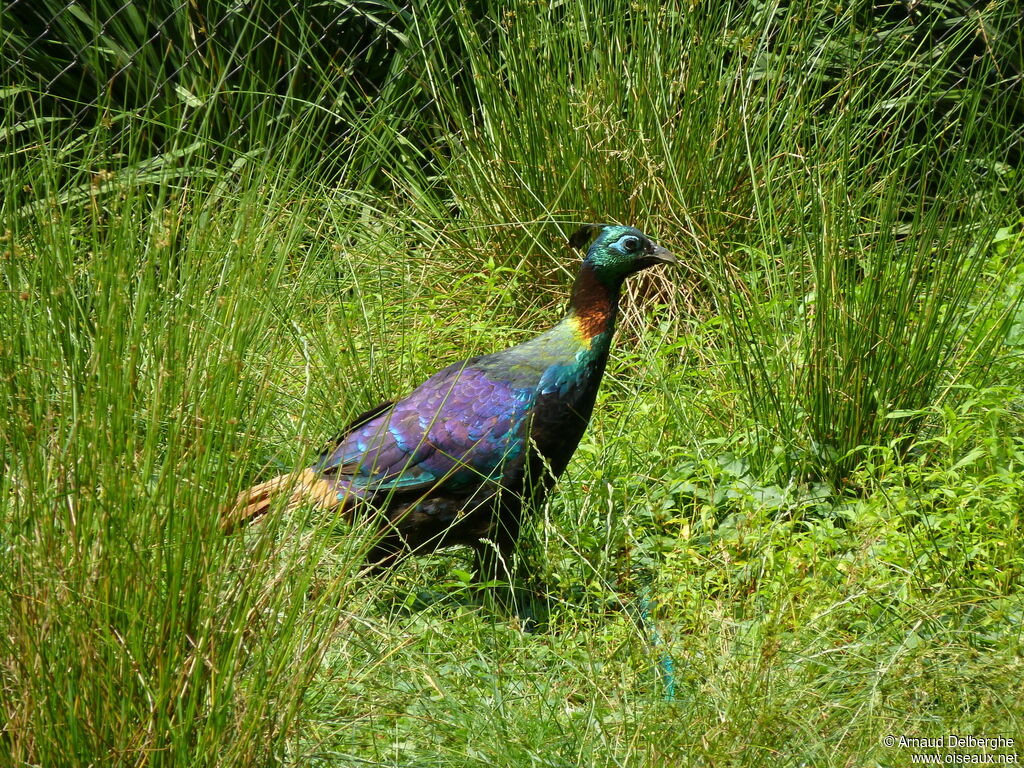 Himalayan Monal