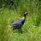 Lophophore resplendissant