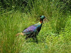 Himalayan Monal