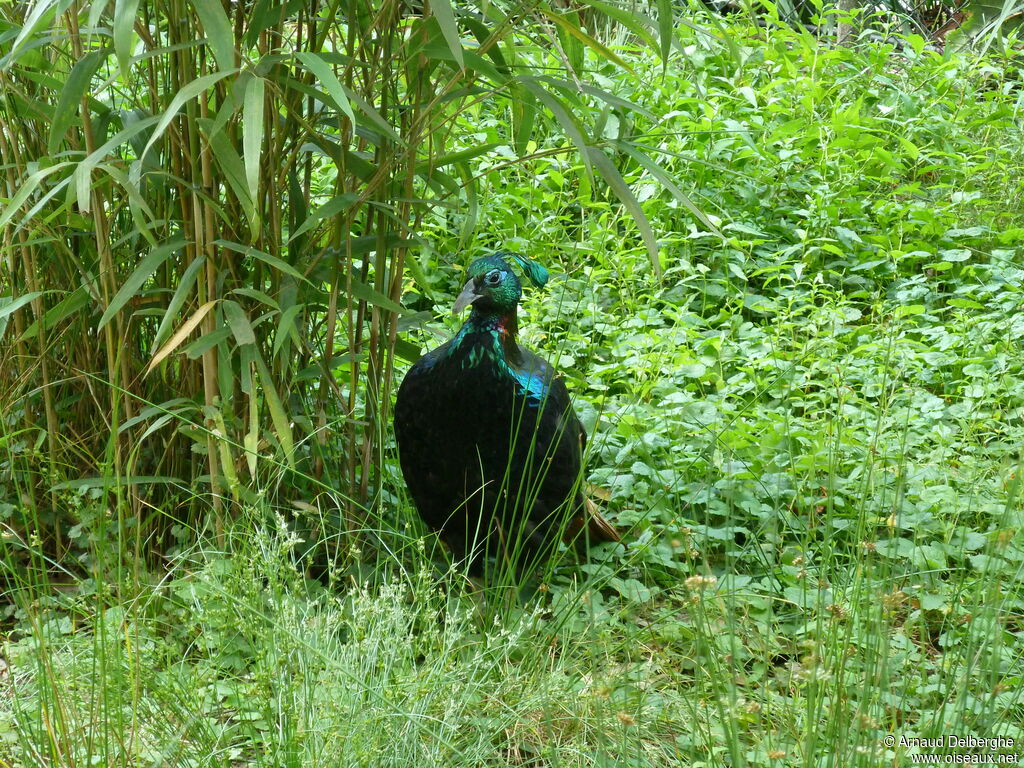 Himalayan Monal