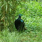 Lophophore resplendissant