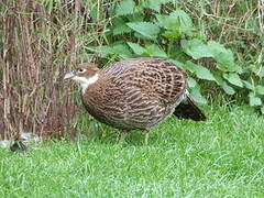 Himalayan Monal