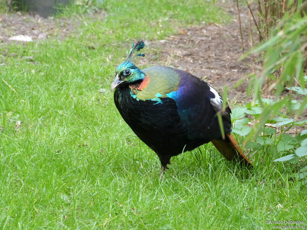 Himalayan Monal