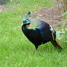 Lophophore resplendissant