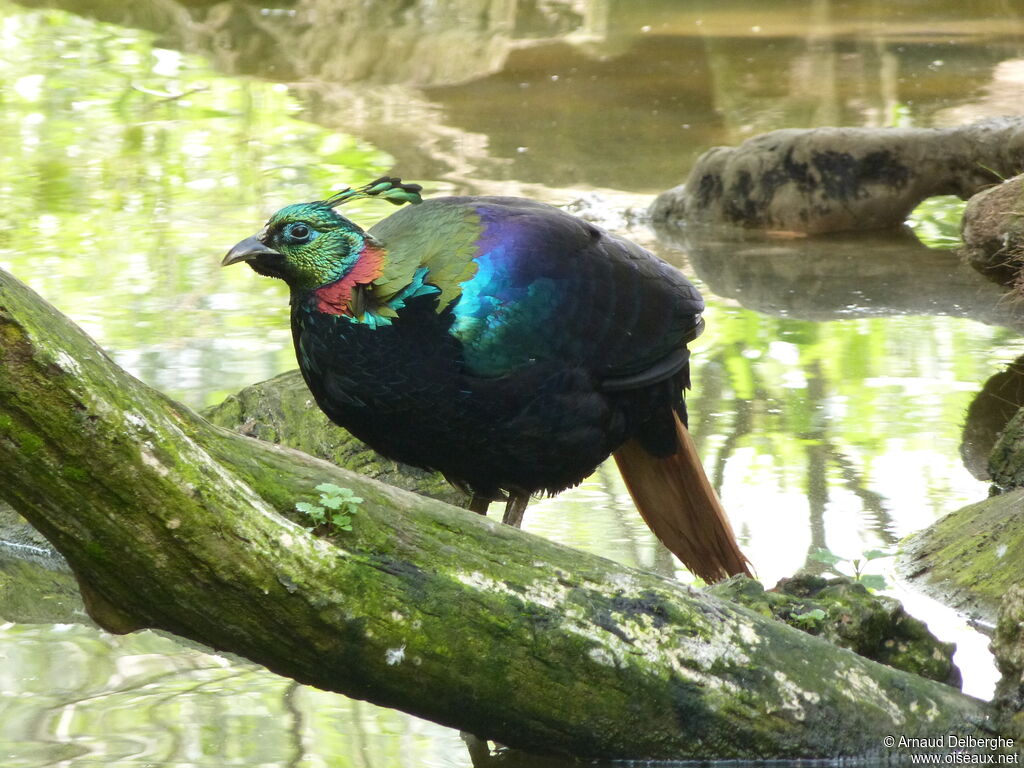 Himalayan Monal