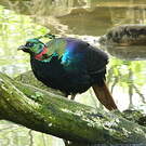 Lophophore resplendissant
