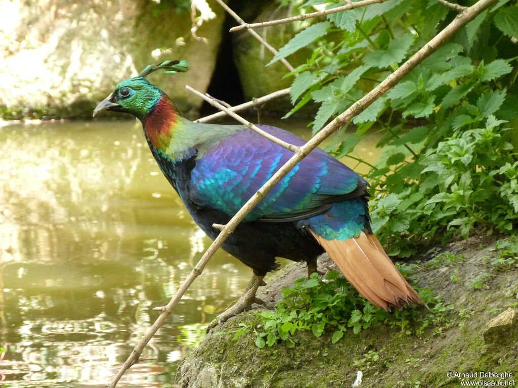 Himalayan Monal