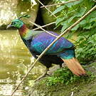 Lophophore resplendissant