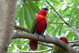 Yellow-bibbed Lory