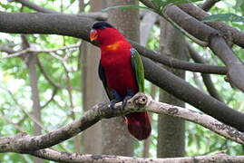 Yellow-bibbed Lory