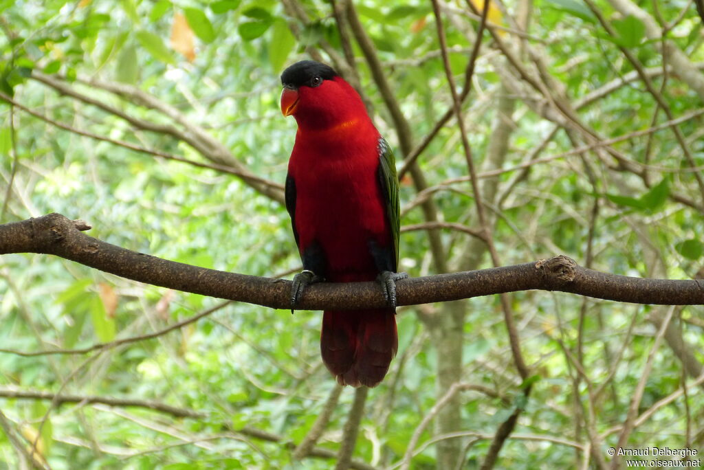 Yellow-bibbed Lory