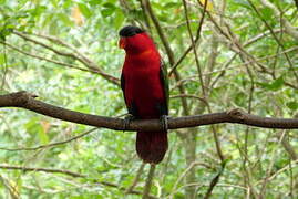 Yellow-bibbed Lory