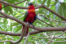 Yellow-bibbed Lory