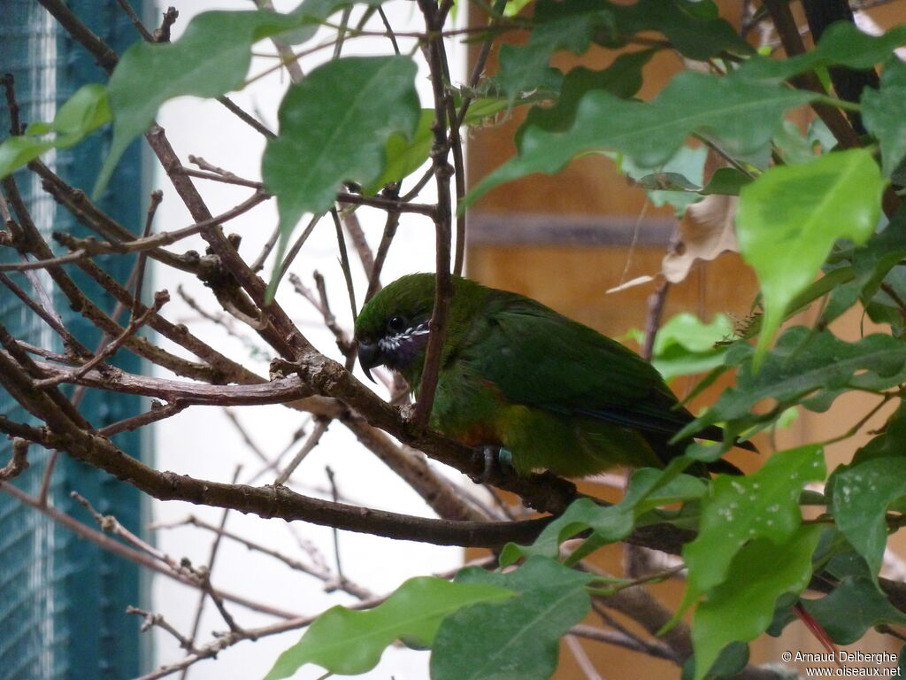 Plum-faced Lorikeet female