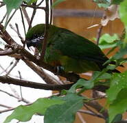 Plum-faced Lorikeet