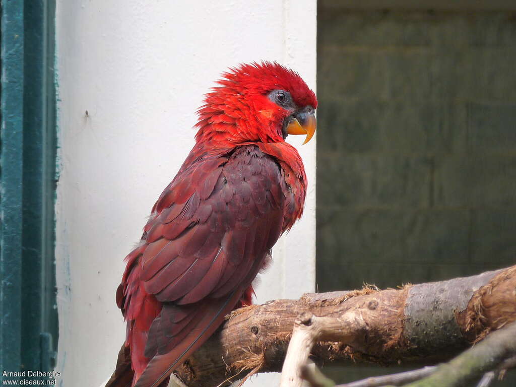 Cardinal Lory