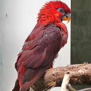 Cardinal Lory