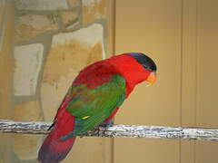 Purple-naped Lory