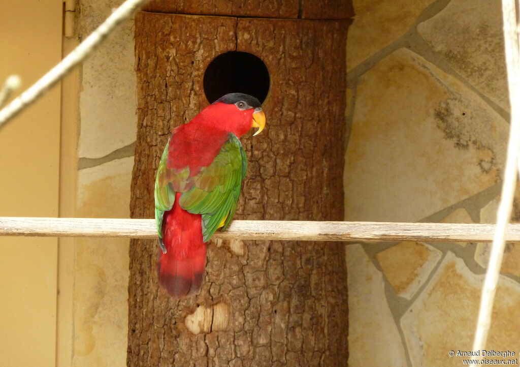 Purple-naped Lory