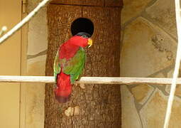 Purple-naped Lory