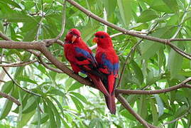 Red Lory