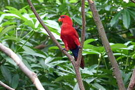 Red Lory