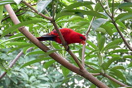 Red Lory