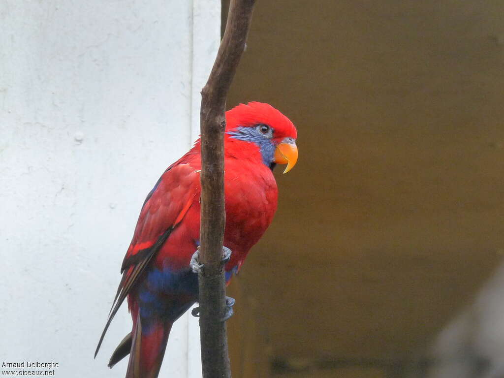 Blue-eared Lory