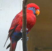 Blue-eared Lory