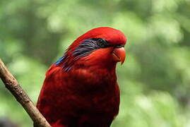 Blue-streaked Lory