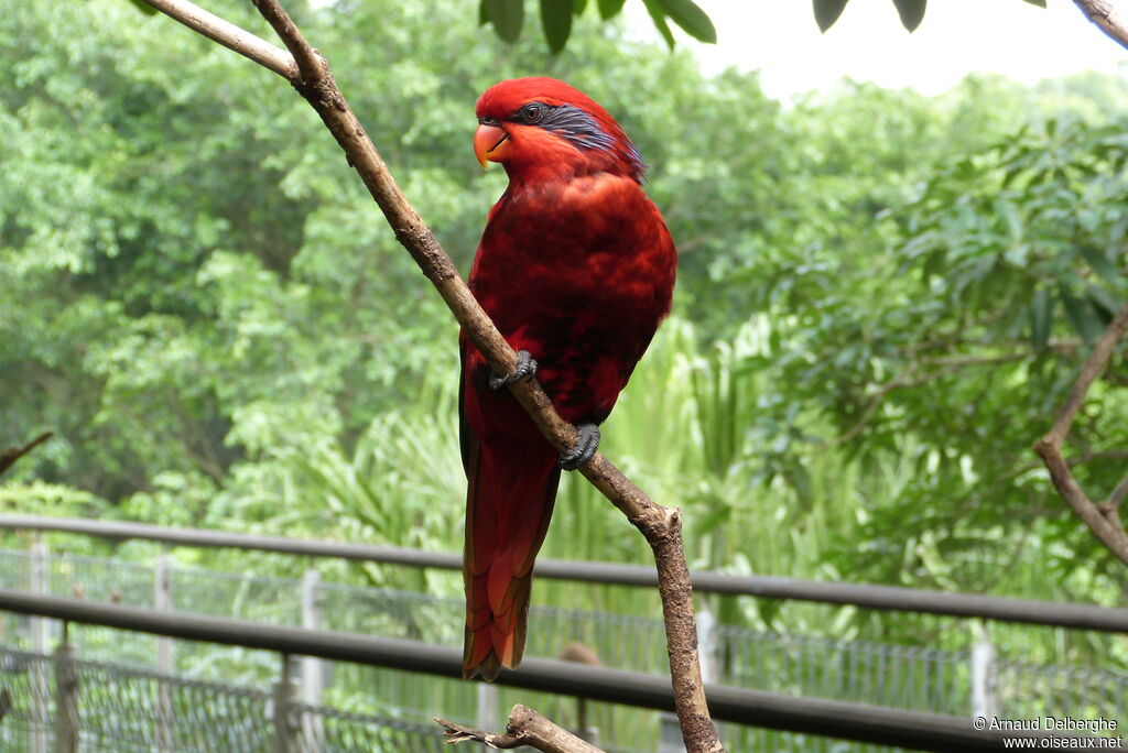 Blue-streaked Lory