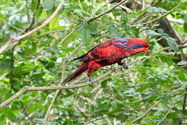 Blue-streaked Lory