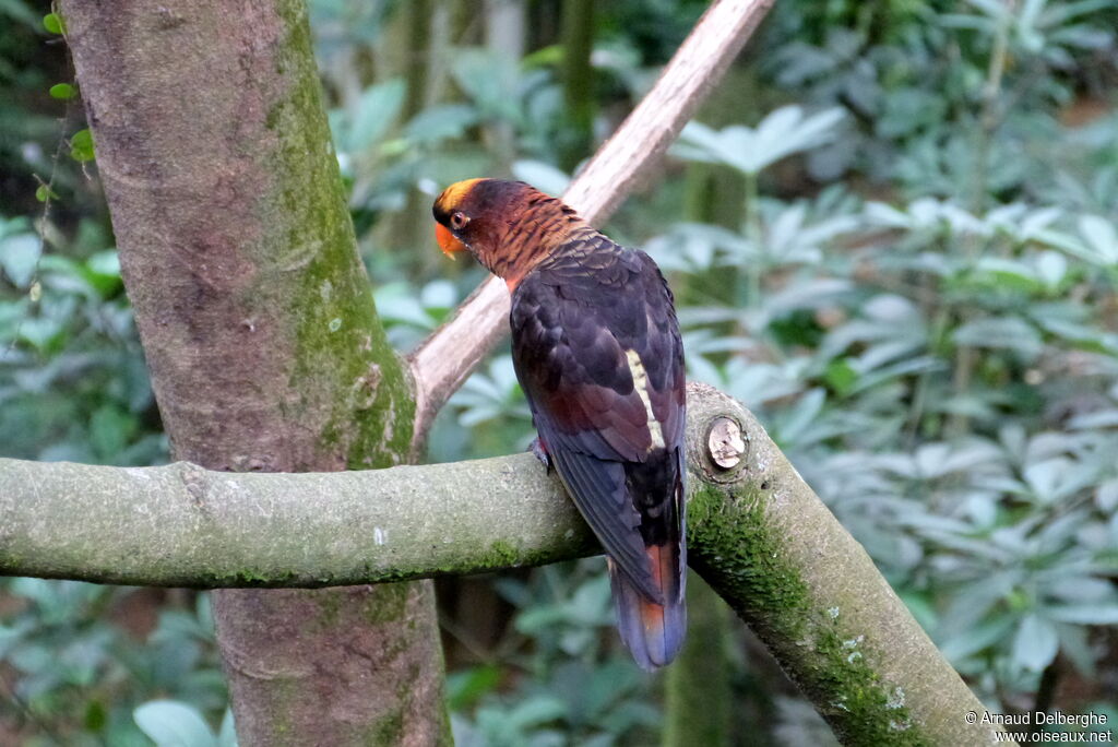 Dusky Lory