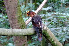 Lori sombre Pseudeos fuscata