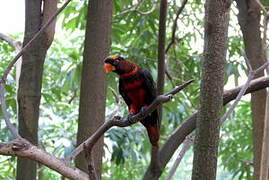 Dusky Lory