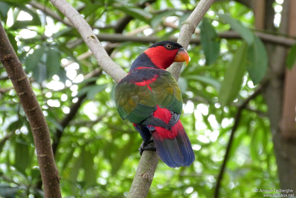 Black-capped Lory