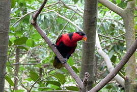 Black-capped Lory