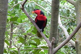 Black-capped Lory