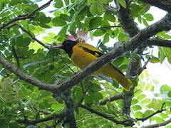 Black-hooded Oriole