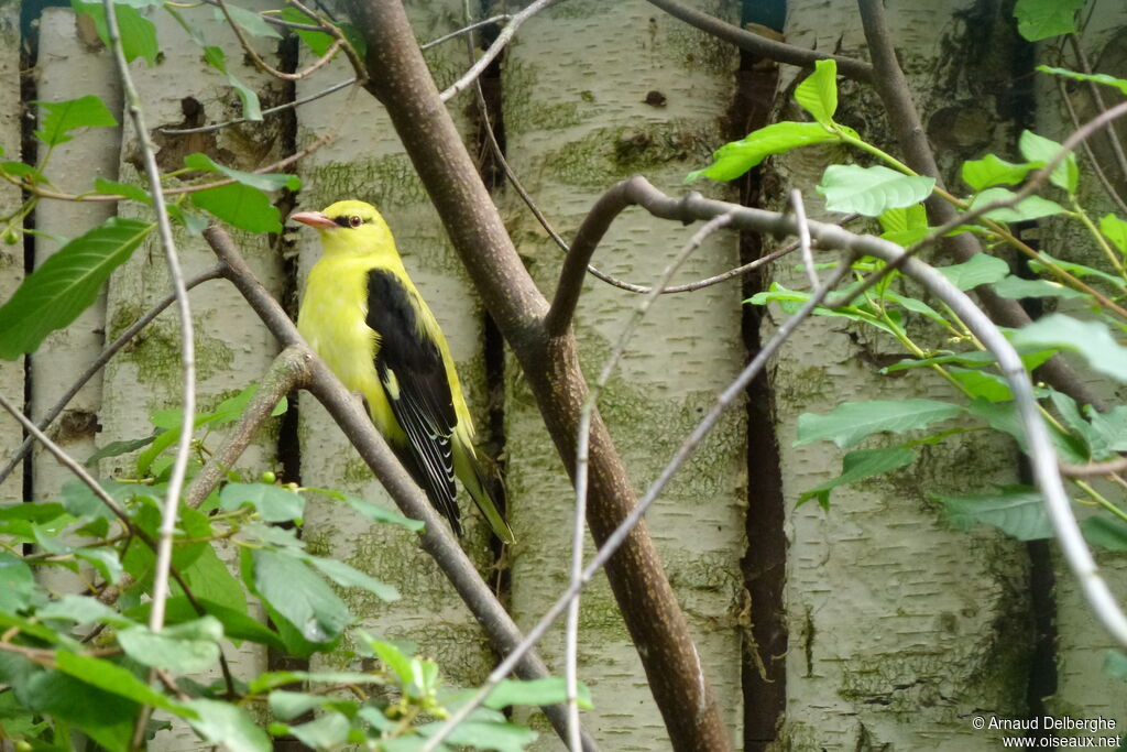 Eurasian Golden Oriole