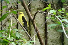 Eurasian Golden Oriole