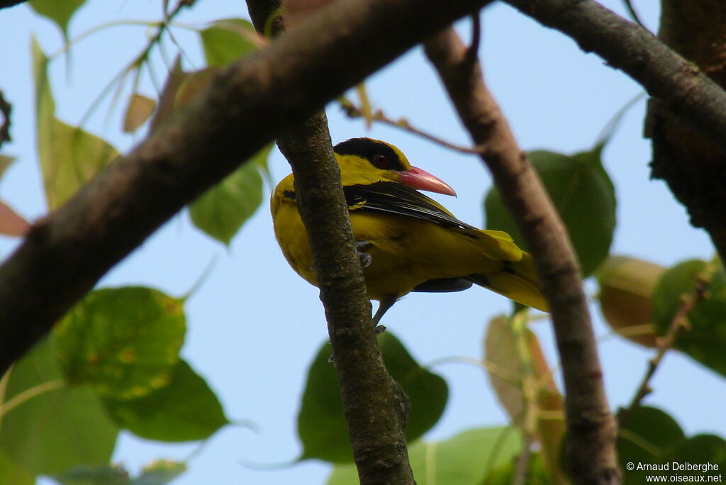 Black-naped Oriole