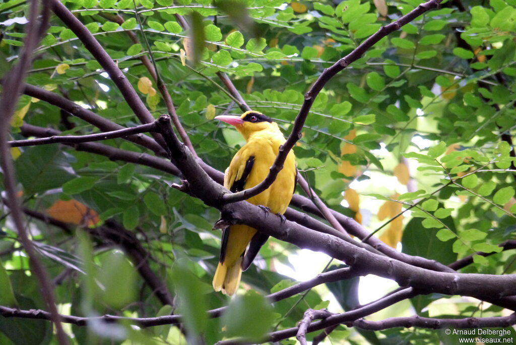 Black-naped Oriole