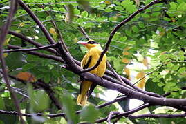 Black-naped Oriole