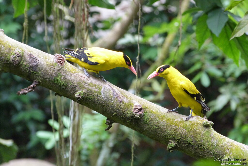 Black-naped Oriole