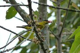 Black-naped Oriole