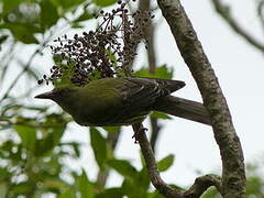 Olive-backed Oriole