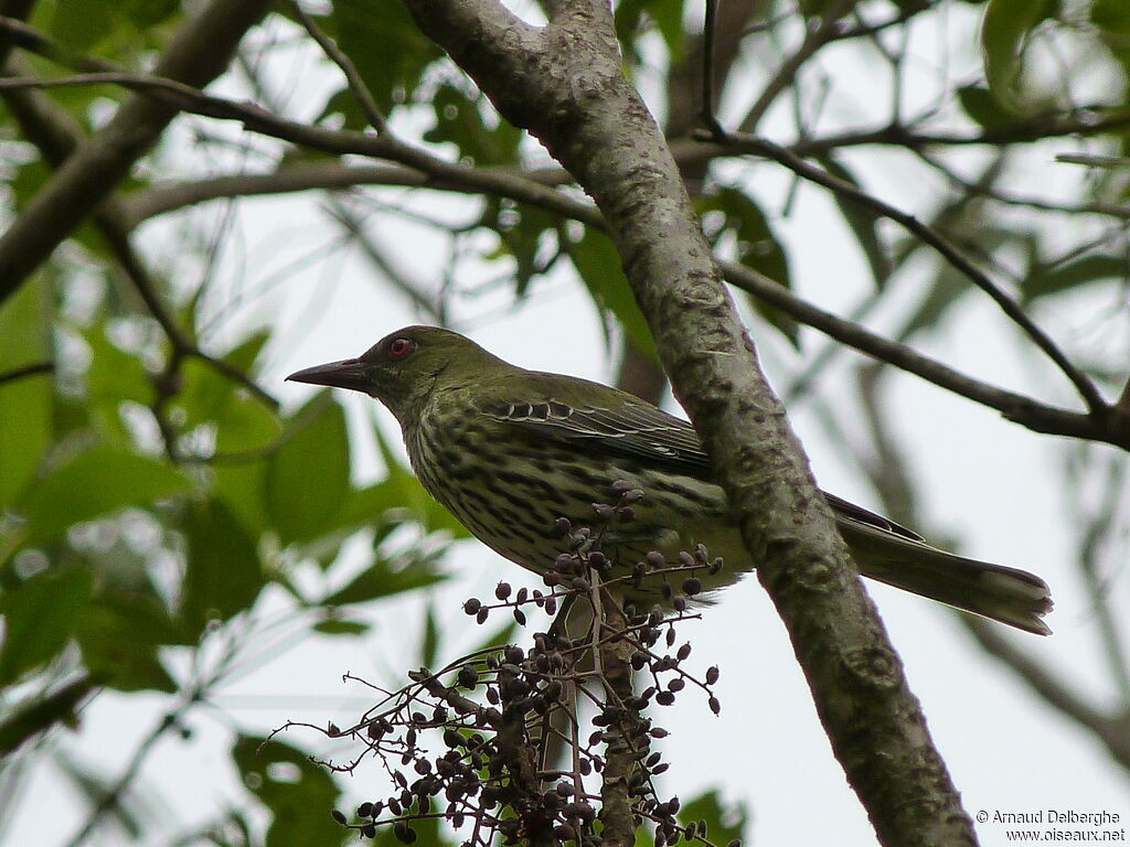 Olive-backed Oriole